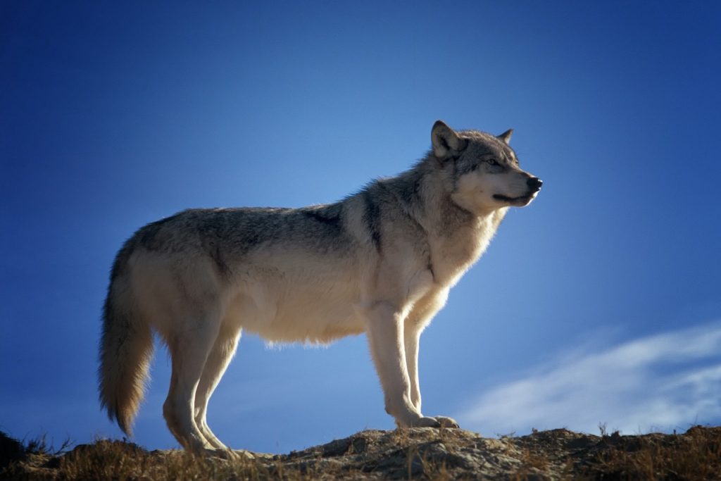 wolf, animal, wildlife-142173.jpg